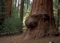 Giant Sequoia in the Sequoia and Kings Canyon National Park, California