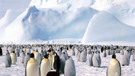 Egymást tartják melegen a császárpingvinek