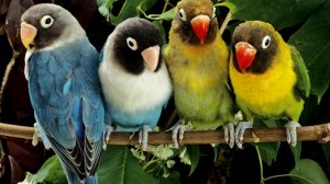 A madarak jóval több színt látnak, mint mi