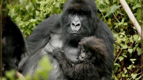 A kongói gorillák nincsenek veszélyben