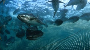 Műholdas segítség a tonhalaknak