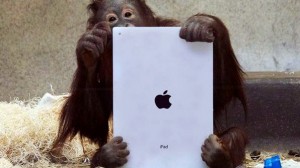 iPadet az orángutánoknak!
