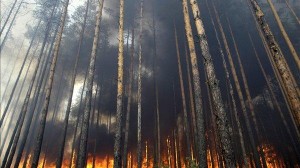 Több tízmilló forint kárt okoztak az erdőtüzek