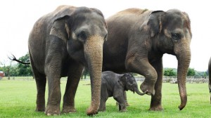 450 elefántot gyilkoltak le Kamerunban