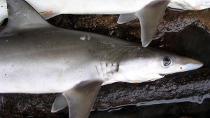 Új cápafajt fedeztek fel a Perzsa-öbölben
