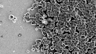 Mágneses baktériumokkal épülhet a jövő bioszámítógépe