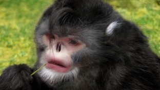 Kínában is vannak “tüsszögő” piszeorrú majmok