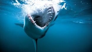 A cápáknak nincs szükségük fogkrémre