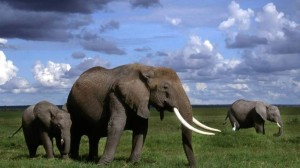 Az elefántok is úgy képzik a hangot, mint az ember