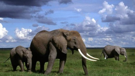 Az elefántok is úgy képzik a hangot, mint az ember