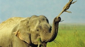 Az elefántnak tetszett, a gyíknak már kevésbé