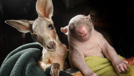 Egy árva kenguru és egy bébi vombat a legjobb barátok