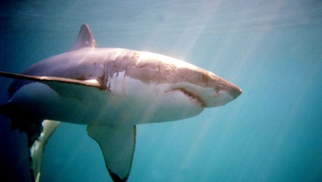 10 gyönyörű és veszélyeztetett cápafaj