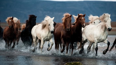 Dokumentumfilm készül az izlandi lovak éves körútjáról