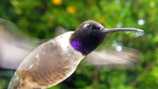 Lenyűgöző képeket készít a kamerával felszerelt madáretető