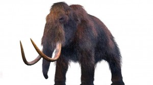 Kisfiú talált rá az évszázad mamutleletére