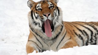 Veszélyben az amuri tigrisek és a leopárdok távol-keleti élőhelye