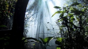 Háromszáz ízeltlábúfajra egy emlősfaj jut az esőerdőkben