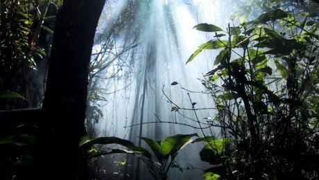 Háromszáz ízeltlábúfajra egy emlősfaj jut az esőerdőkben