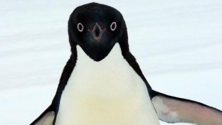 Az Adélie-pingvinek igazi gyilkológépek