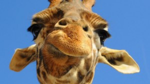 Meglepően keveset tudunk a zsiráfokról