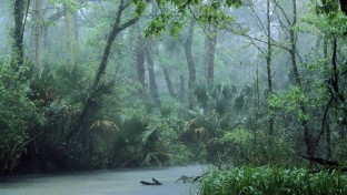 Az Amazonas esőerdői még mindig érzik a 2005-ös szárazság hatásait