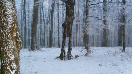 Nyomkeresés a havas Magas-Börzsönyben