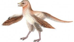 Az új dinoszauruszfosszília megkérdőjelezi a madarak evolúciójának elméletét