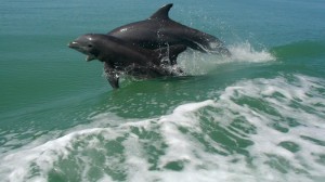 Mentsük meg a világ legkisebb delfinét!
