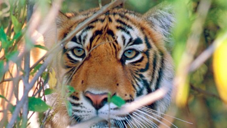 Ázsia utolsó tigrisei: Dzsungel király nélkül!