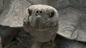 A teknősök a dinoszauruszok leszármazottai?