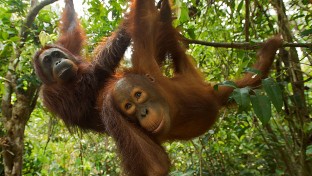 Veszélyeztetett orángutánok új populációjára bukkantak Borneón! (videóval)
