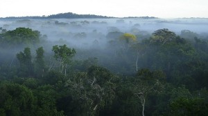 “Láthatatlan” tüzek pusztítanak az Amazonas esőerdeiben