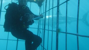 Őrület! A festőművész fehér cápákat fest a tenger mélyén! (videóval)
