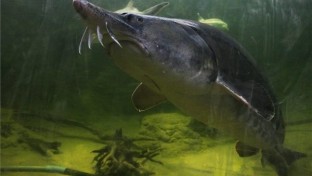 Veszély fenyegeti a tokhalakat Kelet-Európában