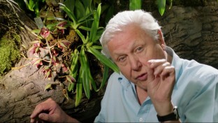 David Attenborough szerint a popzene “erősen szexuális”