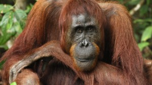 A borneói orangutánok igen meglepően viselkednek