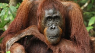 A borneói orangutánok igen meglepően viselkednek