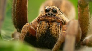 A pókok sokkal jobban félnek az embertől, mint fordítva