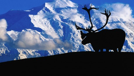 Alacsonyabb lett az alaszkai hegyóriás?