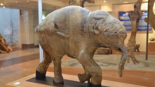 Ljuba, a jamali mamutbébi először mutatkozik be Moszkvában