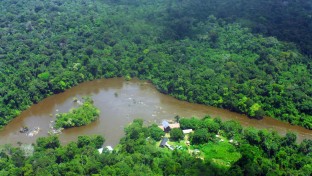 Új békafajokat és egy hárommilliméteres bogárfajt fedeztek fel Suriname-ban