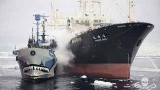 A Sea Shepherd ismét szembeszáll a bálnavadászokkal