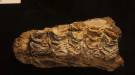 4.4 millió éves ló maradványaira bukkantak