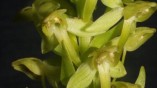 Európa legritkább orchideáját fedezték fel újra az Azori-szigeteken