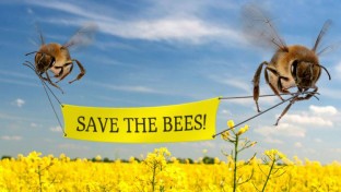 265 milliárd eurós baby – avagy fogadj örökbe egy méhet!