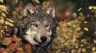 Összefogás a hazai farkasok védelmében
