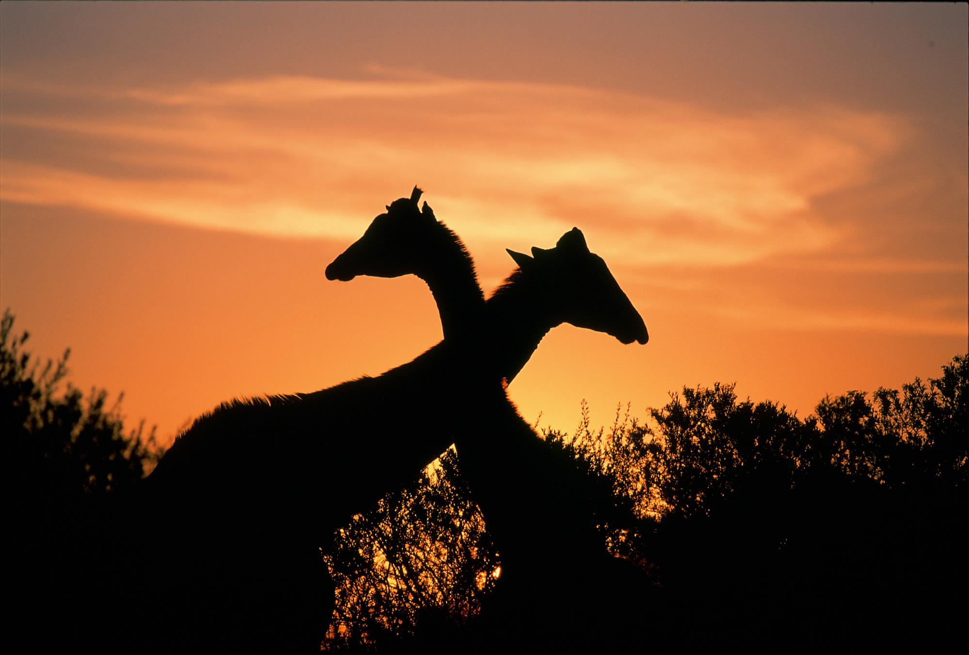 the-explorer-world-kezd-dik-a-ii-afrika-expo-s-v-s-r