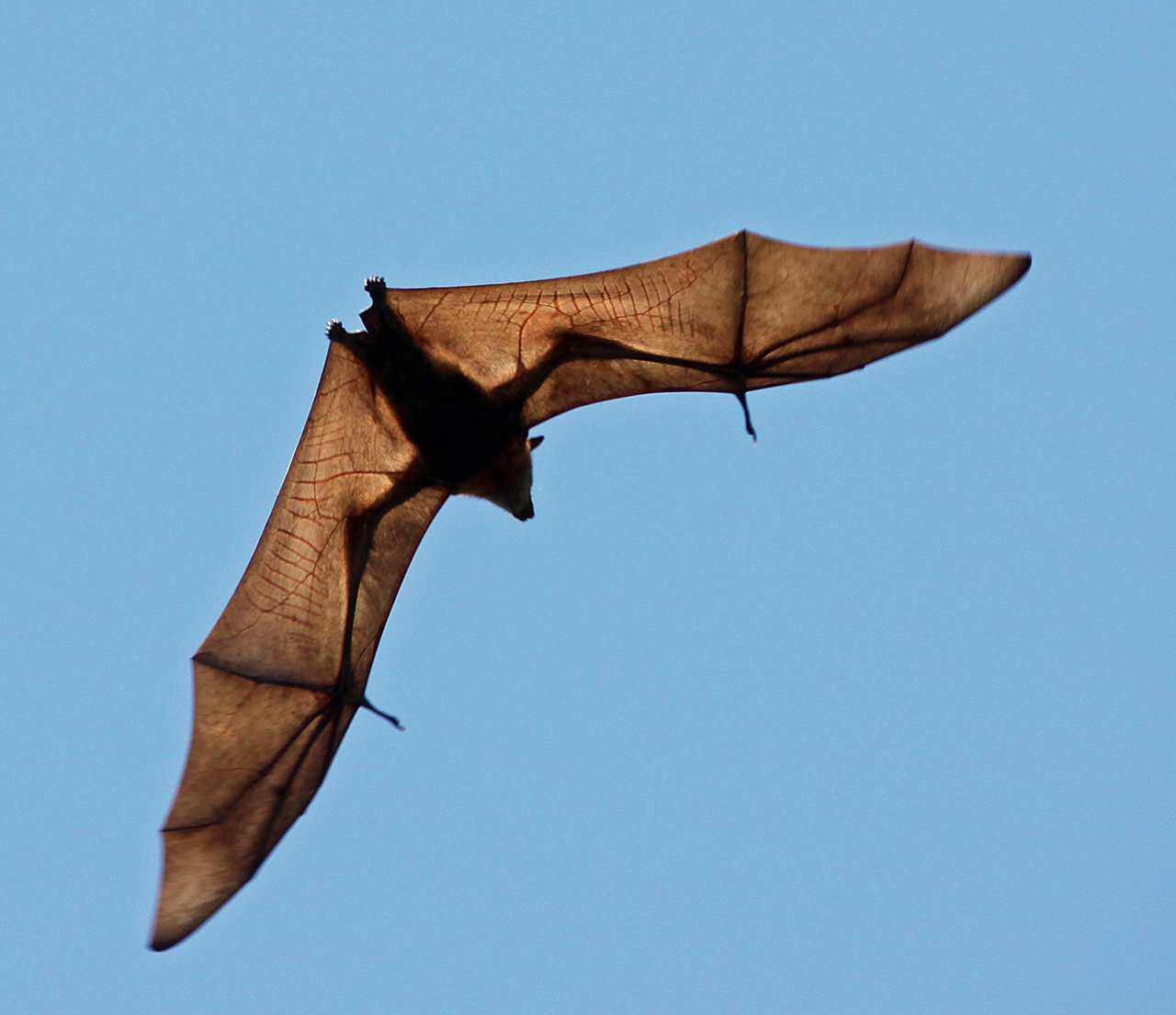 Где летают летучие мыши. Pteropus tokudae. Крылан летучая мышь полет. Крылья крылана. Крылан размах крыльев.