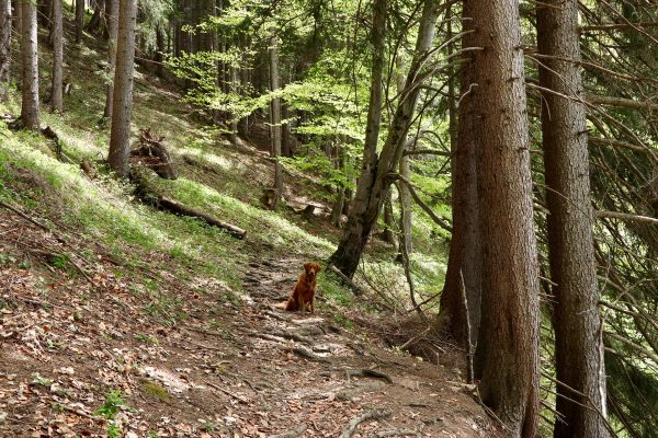 Kirándulás Pest megye legszebb kincseinél